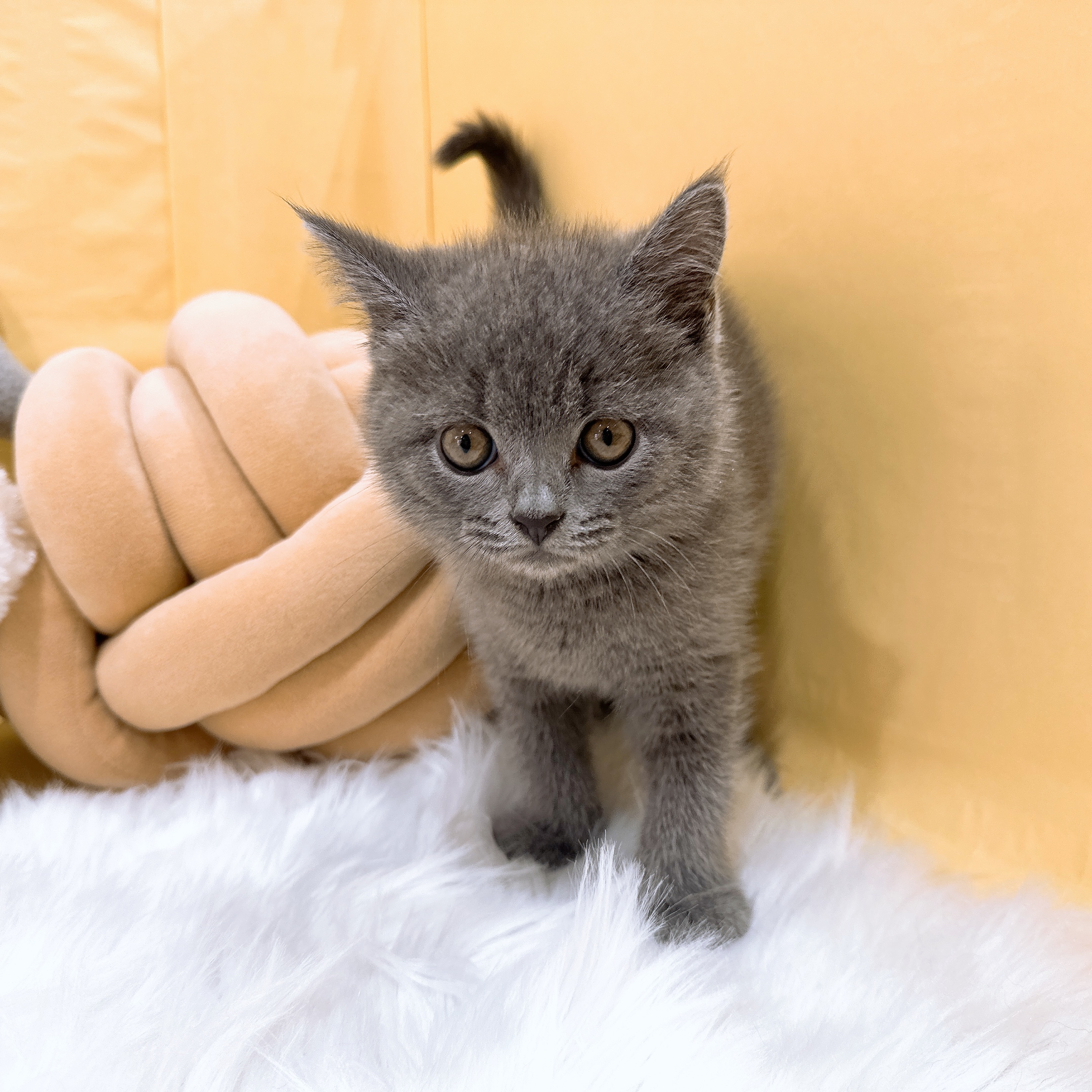 神奈川県のスコティッシュフォールド (犬の家＆猫の里元住吉ブレーメン通り店/2026年3月15日生まれ/男の子/ブルータビー)の子猫の3枚目の画像