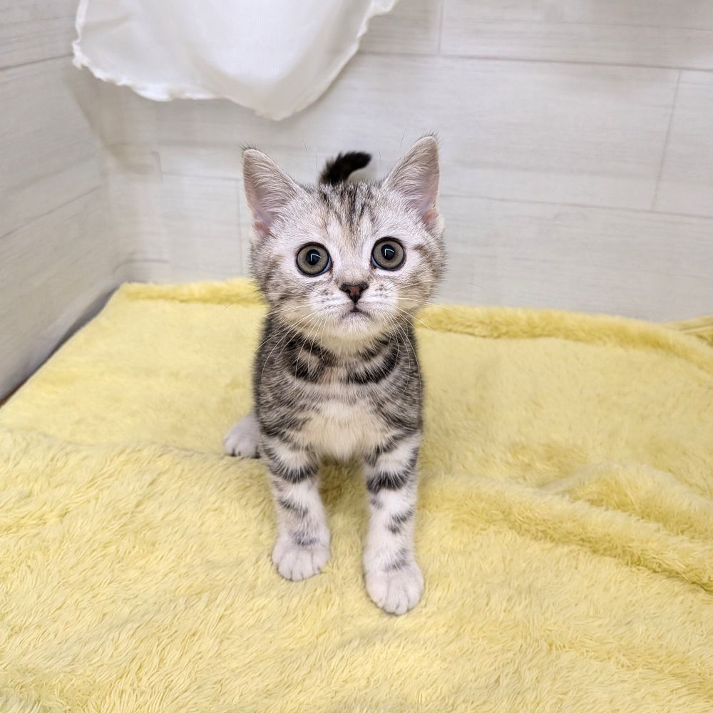 愛知県のアメリカンショートヘアー (犬の家＆猫の里碧南店/2026年3月14日生まれ/女の子/シルバーパッチドタビー)の子猫の3枚目の画像