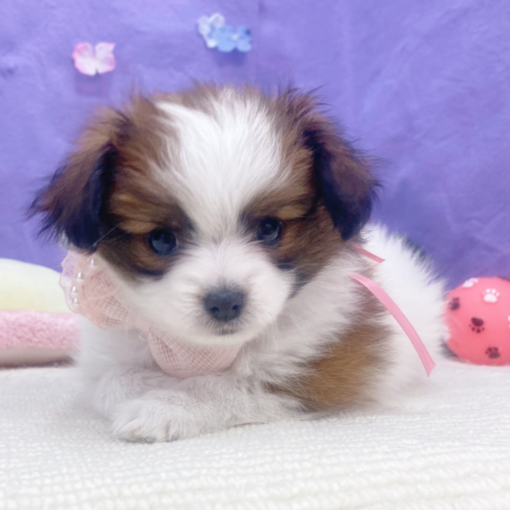 岐阜県のパピヨン (犬の家＆猫の里岐南店/2026年3月12日生まれ/女の子/ホワイトブラウン)の子犬の3枚目の画像