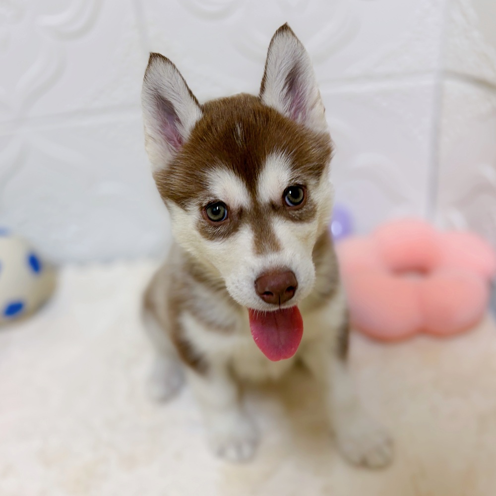 愛知県のシベリアンハスキー (犬の家＆猫の里岡崎店/2026年3月15日生まれ/女の子/チョコレートホワイト)の子犬の3枚目の画像