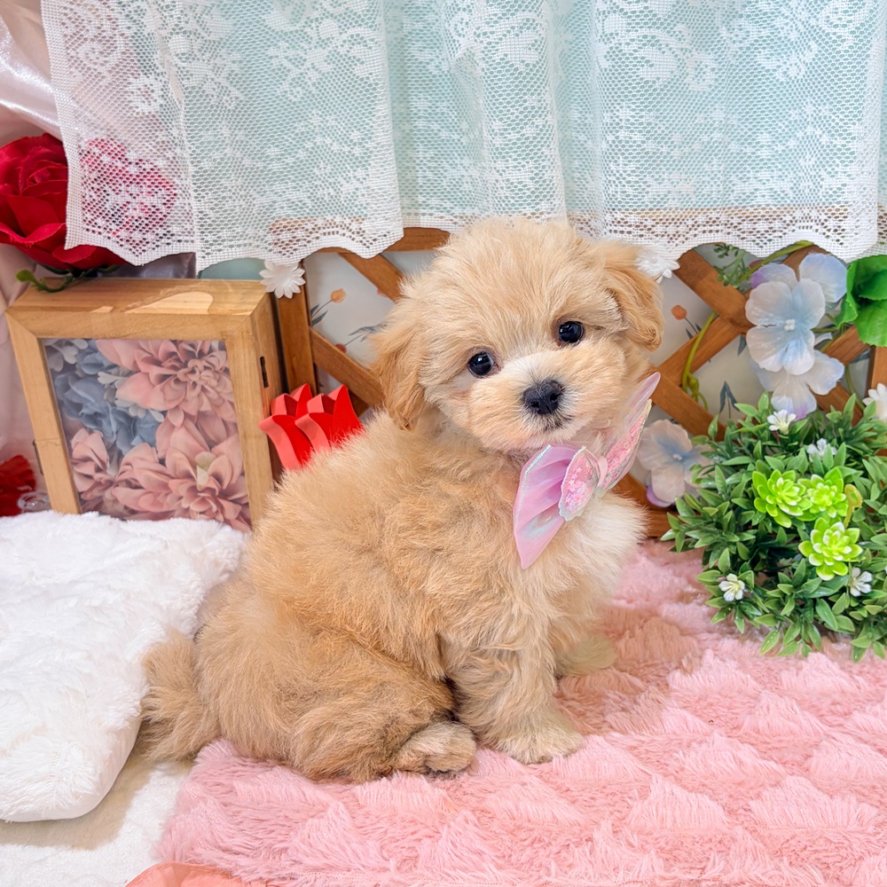 静岡県のマルプー(マルチーズ×プードル) (犬の家＆猫の里富士店/2026年3月14日生まれ/女の子/アプリコットホワイト)の子犬の3枚目の画像