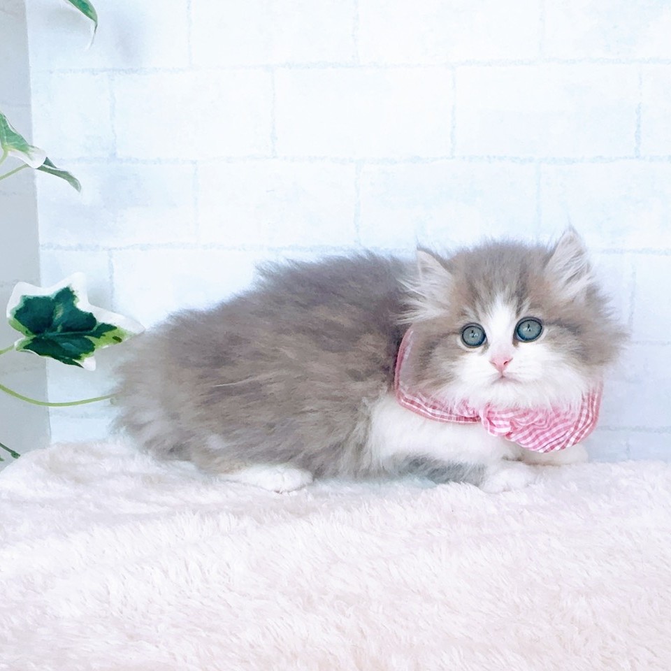 石川県のミヌエット (犬の家＆猫の里金沢店/2026年3月13日生まれ/女の子/ブルーパッチドタビーホワイト)の子猫の3枚目の画像