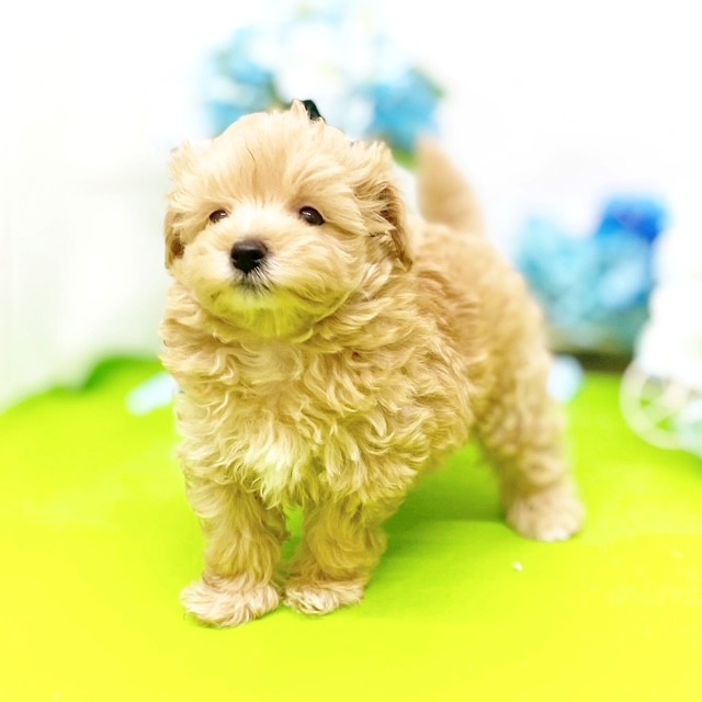 静岡県のマルプー(マルチーズ×プードル) (犬の家＆猫の里藤枝店/2026年3月12日生まれ/男の子/アプリコット)の子犬の3枚目の画像