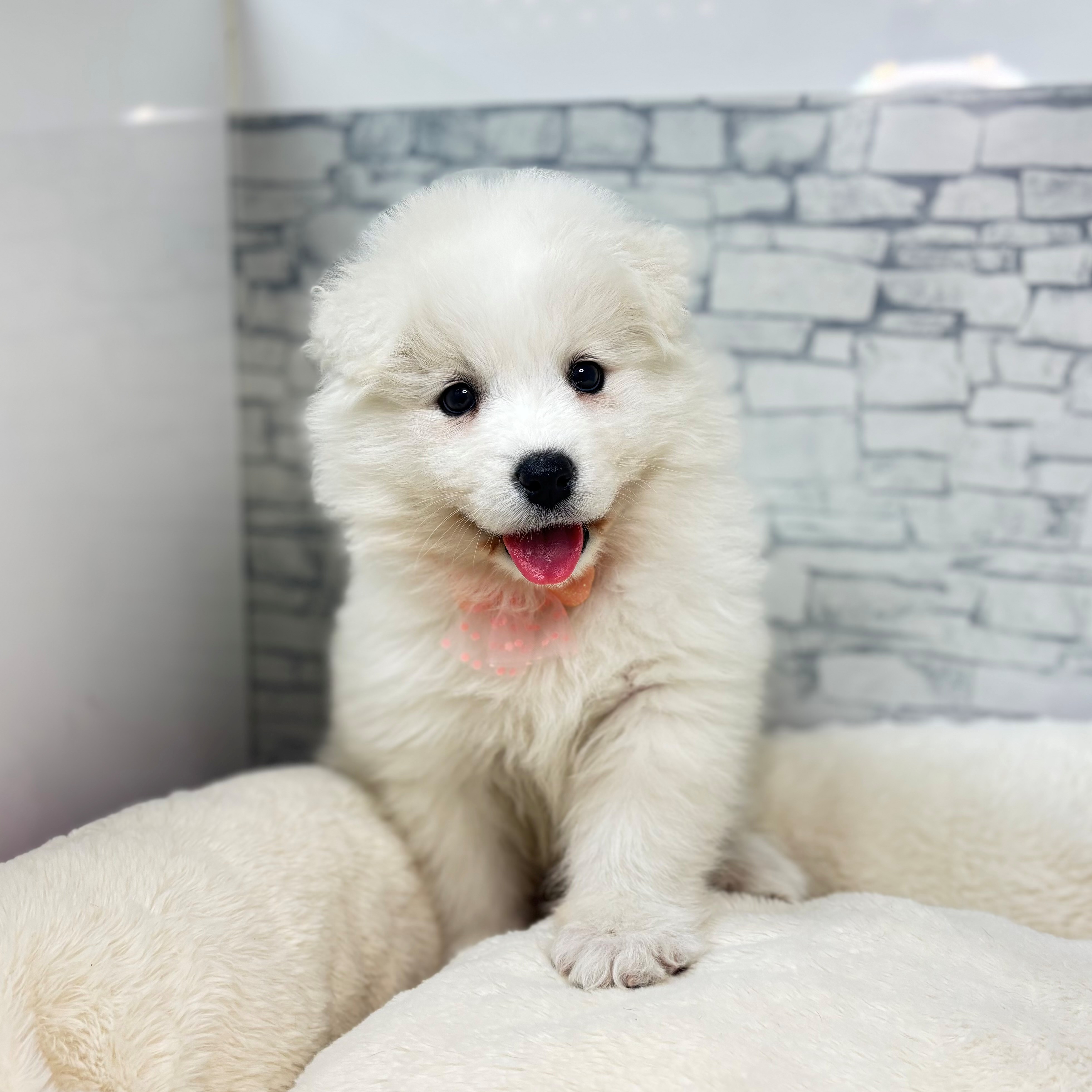 長野県のサモエド (犬の家＆猫の里長野店/2026年3月15日生まれ/女の子/ホワイト)の子犬の3枚目の画像