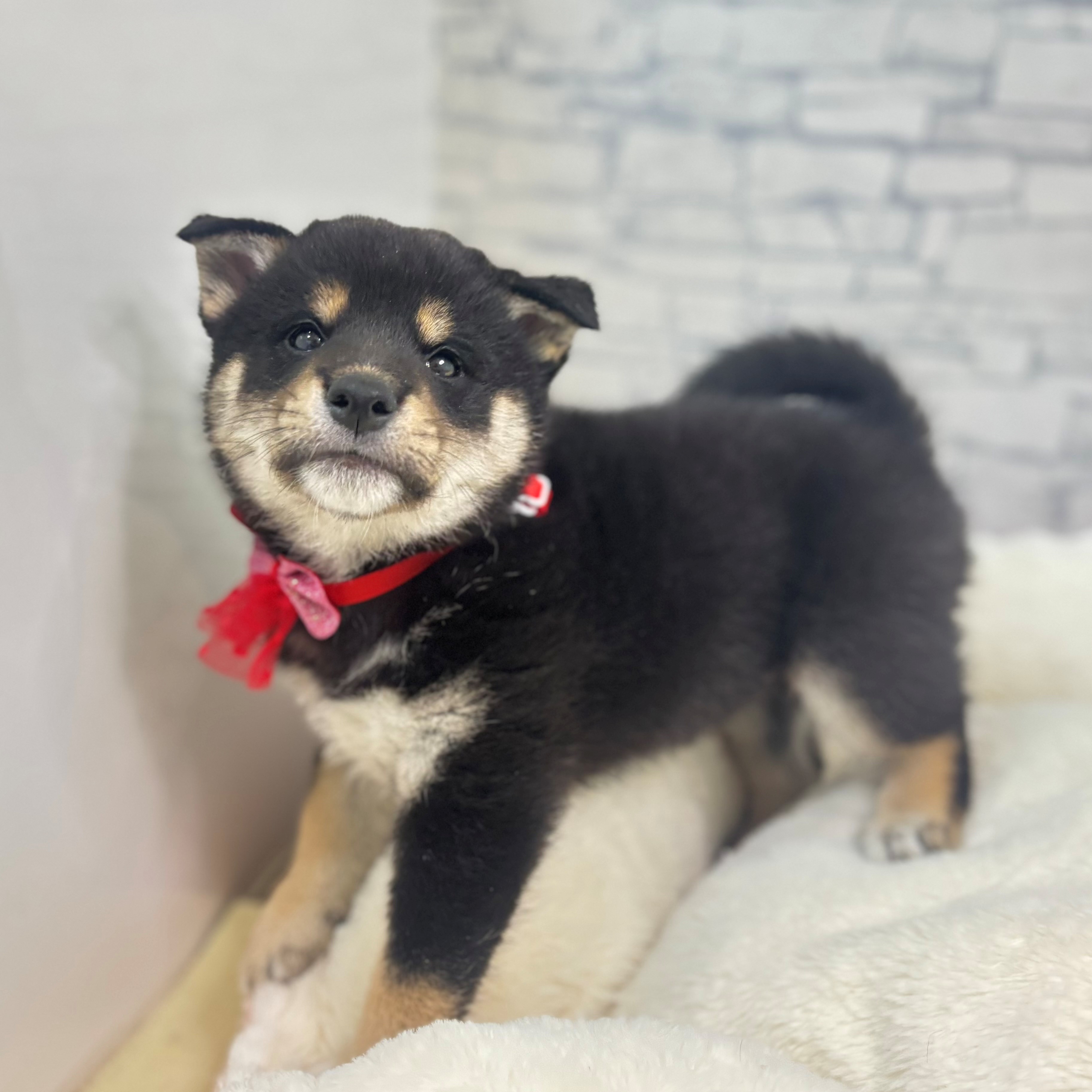 長野県の柴犬(標準サイズ) (犬の家＆猫の里長野店/2026年3月17日生まれ/男の子/黒)の子犬の3枚目の画像