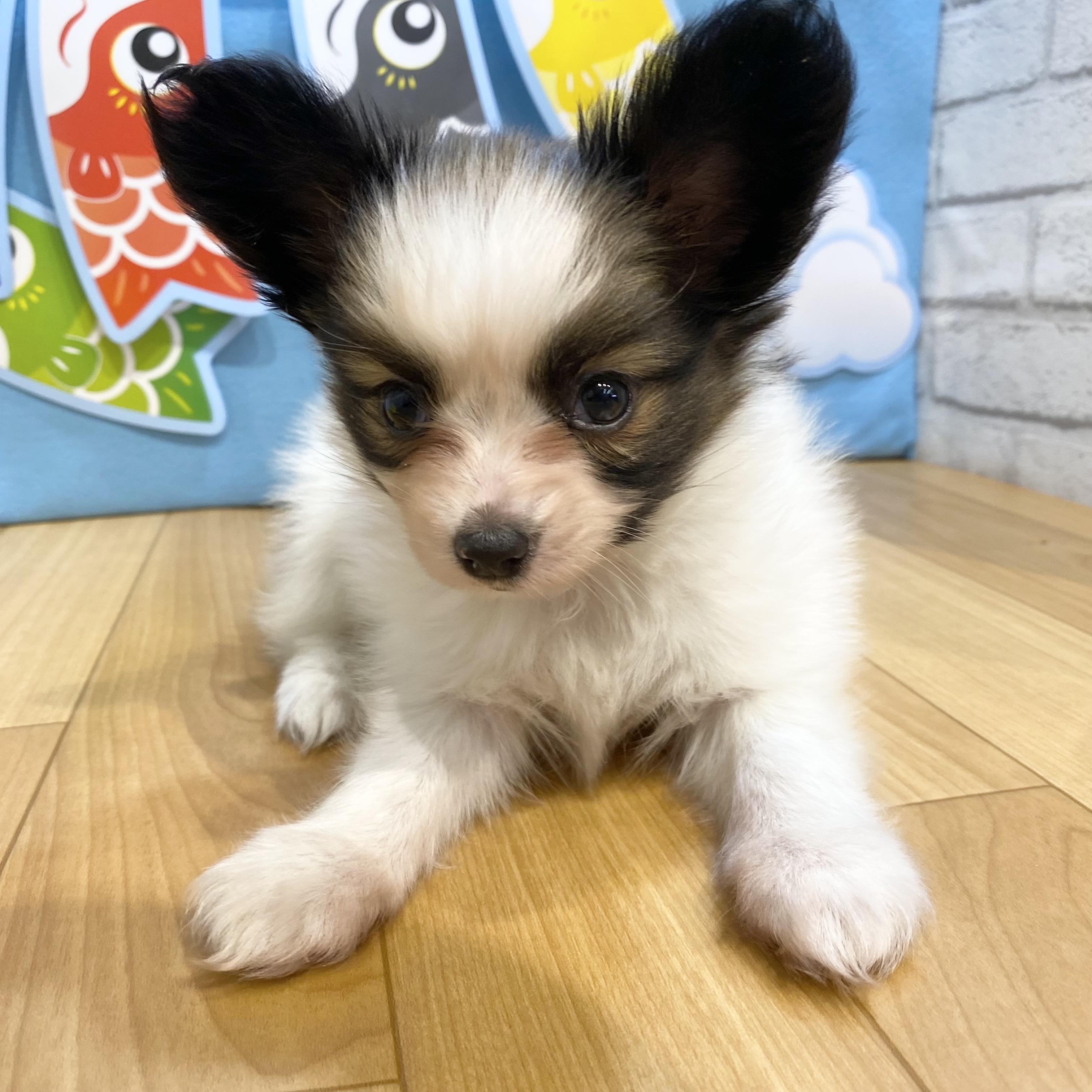 長野県のパピヨン (犬の家＆猫の里カインズ梓川店/2026年3月17日生まれ/女の子/ホワイトブラウン)の子犬の3枚目の画像
