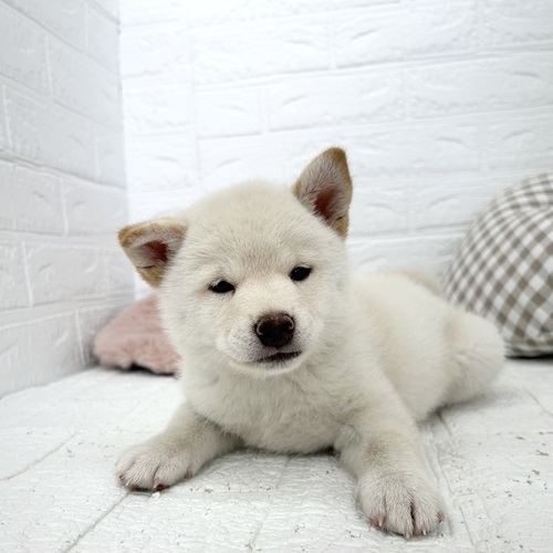 愛知県の柴犬(標準サイズ) (犬の家＆猫の里豊川インター店/2026年3月17日生まれ/女の子/白)の子犬の3枚目の画像