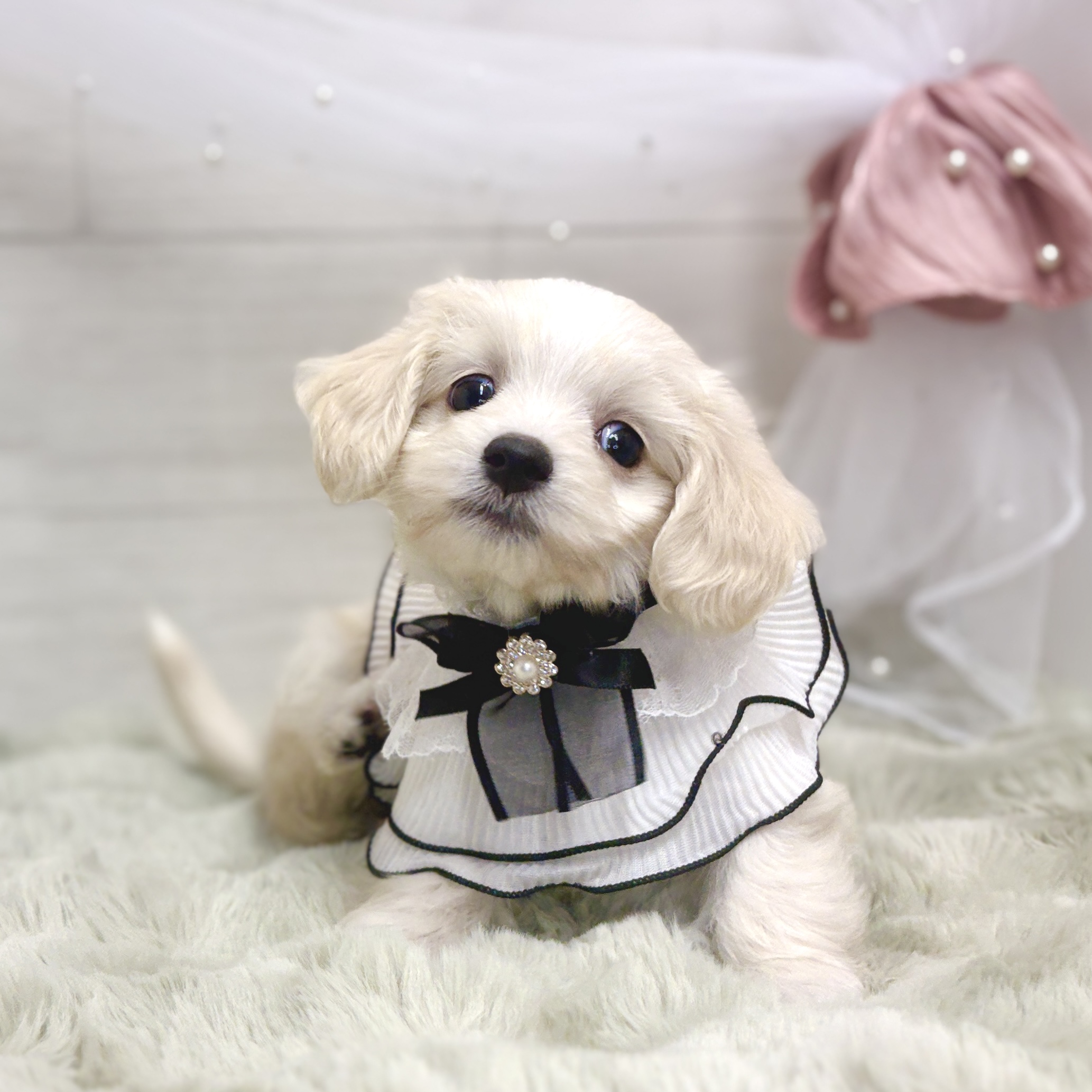 神奈川県のマルックス(マルチーズ×ダックス) (犬の家＆猫の里相模原店/2026年3月17日生まれ/女の子/クリーム)の子犬の3枚目の画像