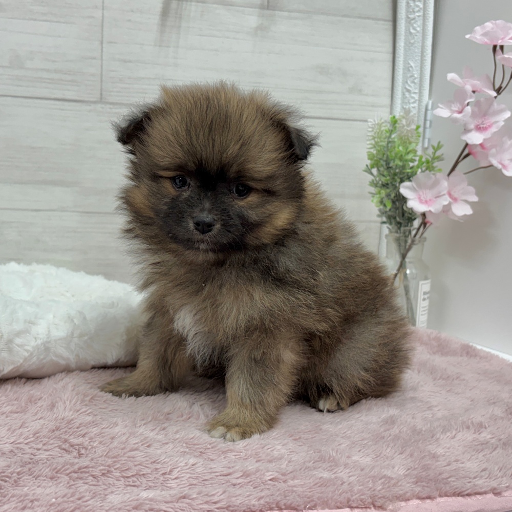 神奈川県のポメラニアン (犬の家＆猫の里相模原店/2026年3月15日生まれ/男の子/セーブルオレンジ)の子犬の3枚目の画像