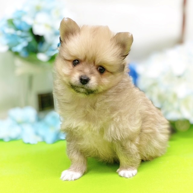 静岡県のポメラニアン (犬の家＆猫の里藤枝店/2026年3月15日生まれ/男の子/オレンジセーブル)の子犬の3枚目の画像