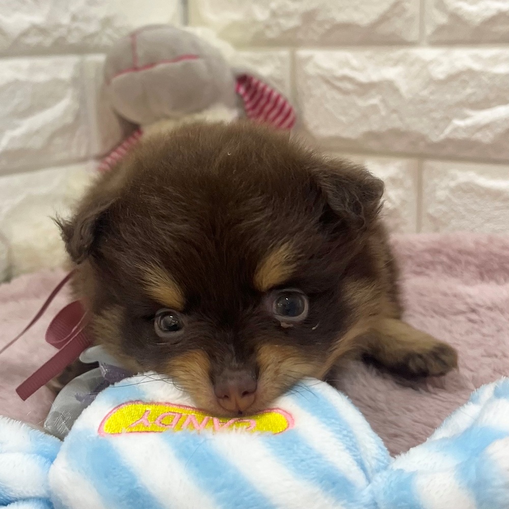 静岡県のポメラニアン (犬の家＆猫の里アミーゴ浜松和田店/2026年3月17日生まれ/女の子/チョコレートタンホワイト)の子犬の3枚目の画像