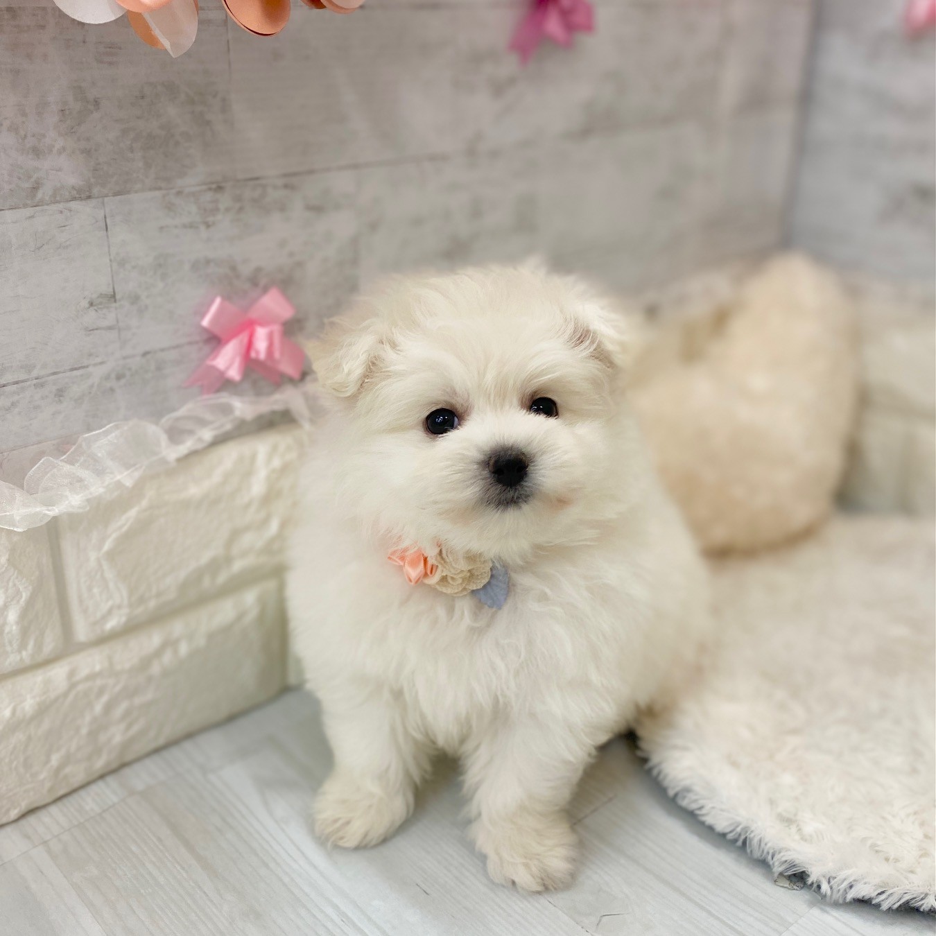 静岡県のポメビション(ポメラニアン×ビションフリーゼ) (犬の家＆猫の里プレ葉ウォーク浜北店/2026年3月11日生まれ/女の子/ホワイト)の子犬の3枚目の画像