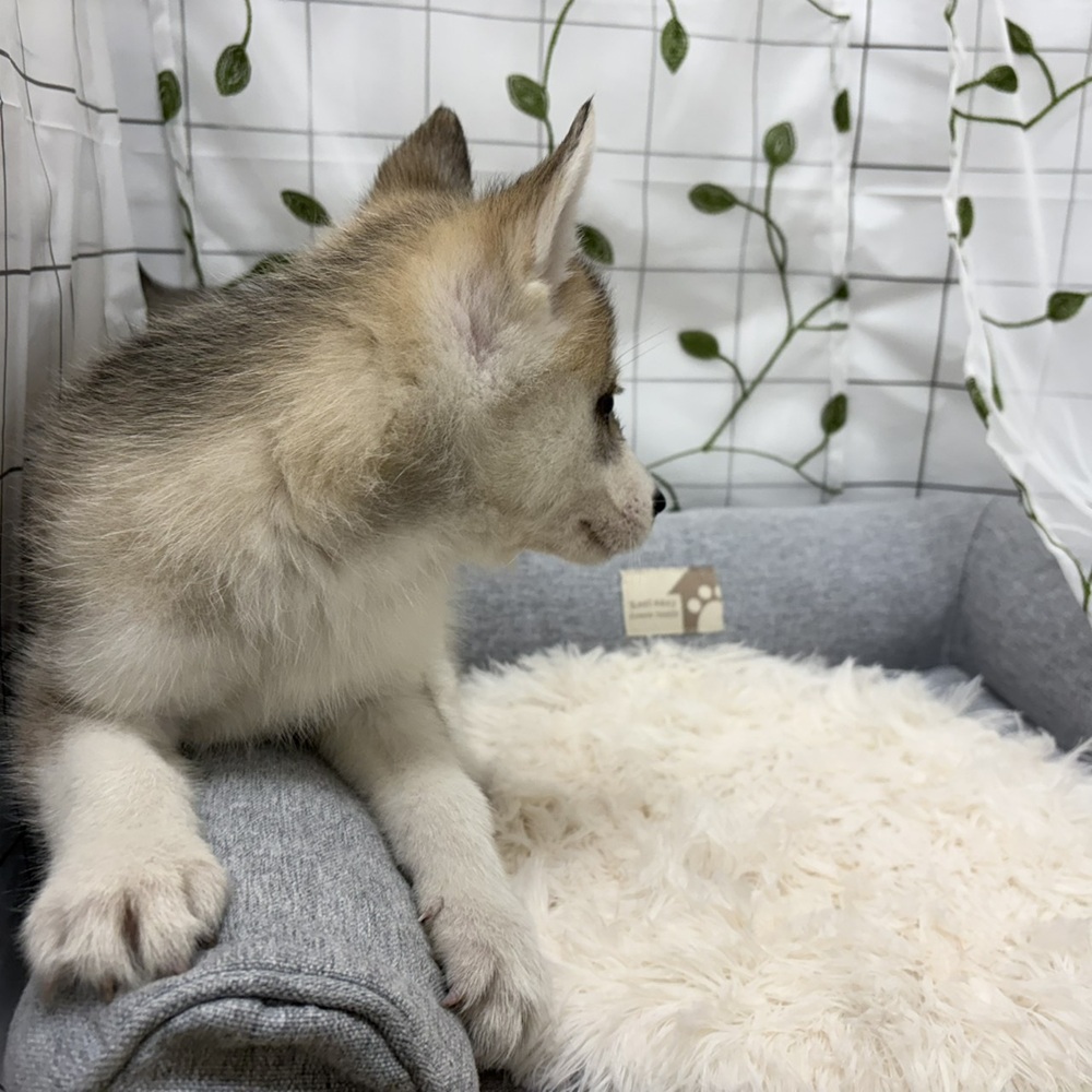 長野県のシベリアンハスキー (犬の家＆猫の里塩尻店/2026年3月10日生まれ/女の子/シルバーホワイト)の子犬の3枚目の画像