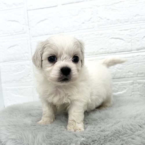 愛知県のハーフ犬・ミックス犬 (犬の家＆猫の里豊川インター店/2026年3月17日生まれ/男の子/ホワイト)の子犬の3枚目の画像