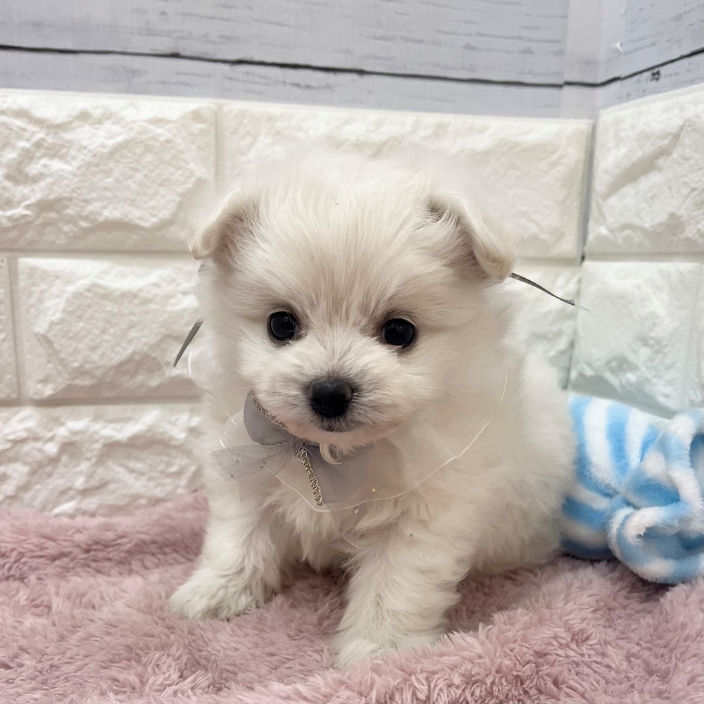 静岡県のポメビション(ポメラニアン×ビションフリーゼ) (犬の家＆猫の里アミーゴ浜松和田店/2026年3月11日生まれ/男の子/ホワイト)の子犬の3枚目の画像