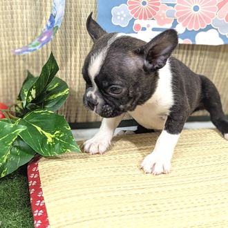 神奈川県のボストンテリア (犬の家＆猫の里小田原店/2026年3月16日生まれ/男の子/ボストンカラー)の子犬の3枚目の画像