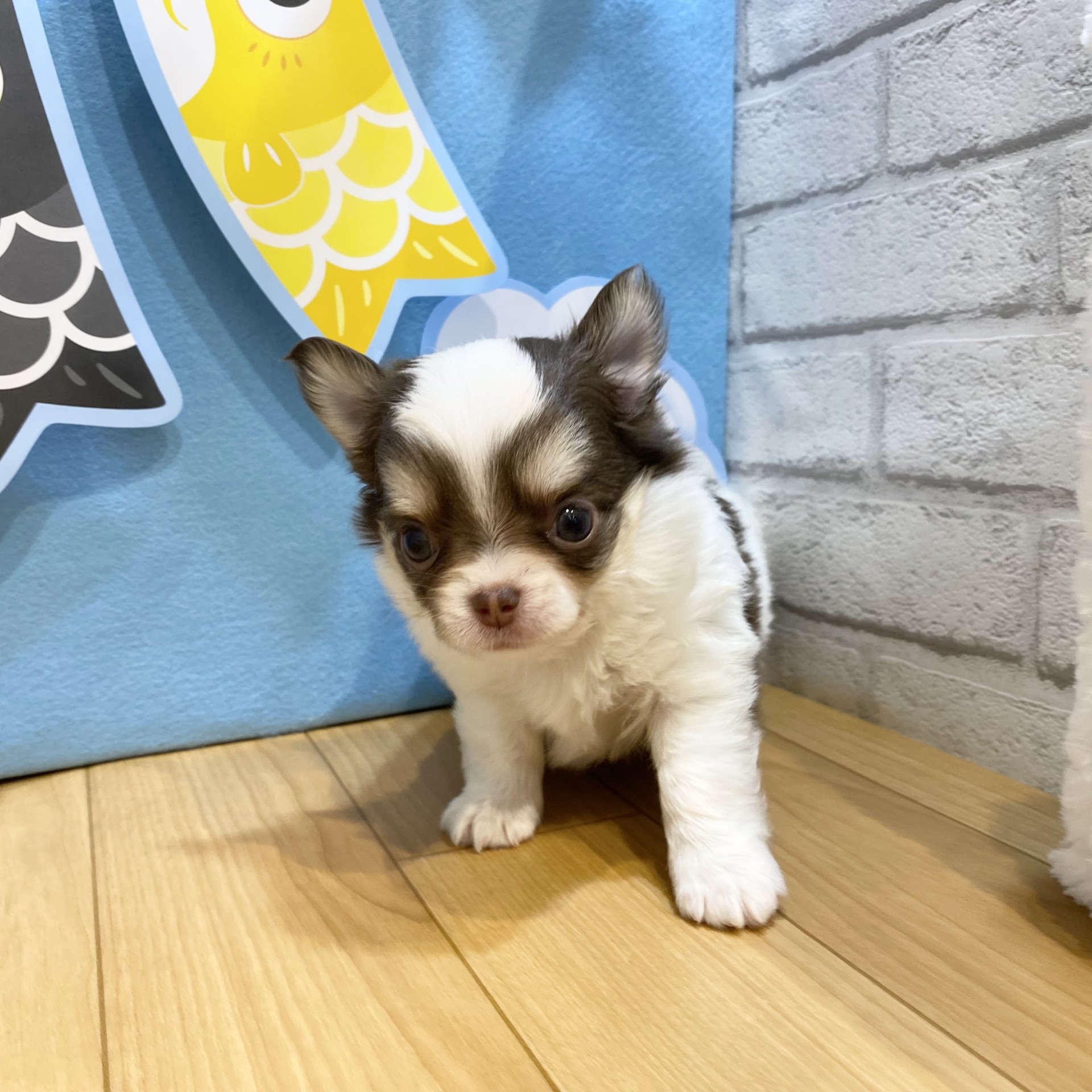 長野県のチワワ(ロング) (犬の家＆猫の里カインズ梓川店/2026年3月17日生まれ/男の子/ホワイトチョコレートタン)の子犬の1枚目の画像