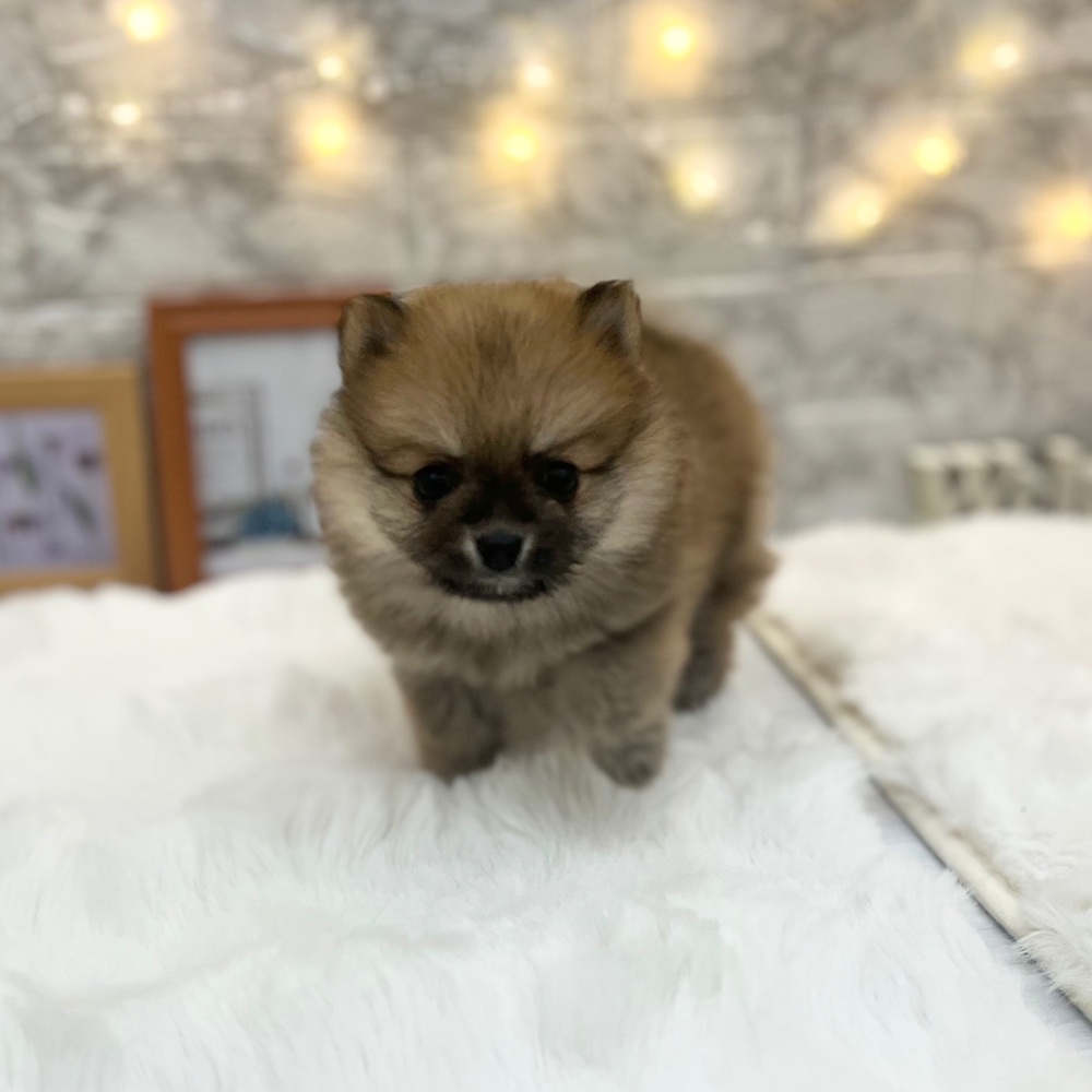 静岡県のポメラニアン (犬の家＆猫の里MEGAドン・キホーテ袋井店/2026年3月16日生まれ/女の子/オレンジ)の子犬の3枚目の画像