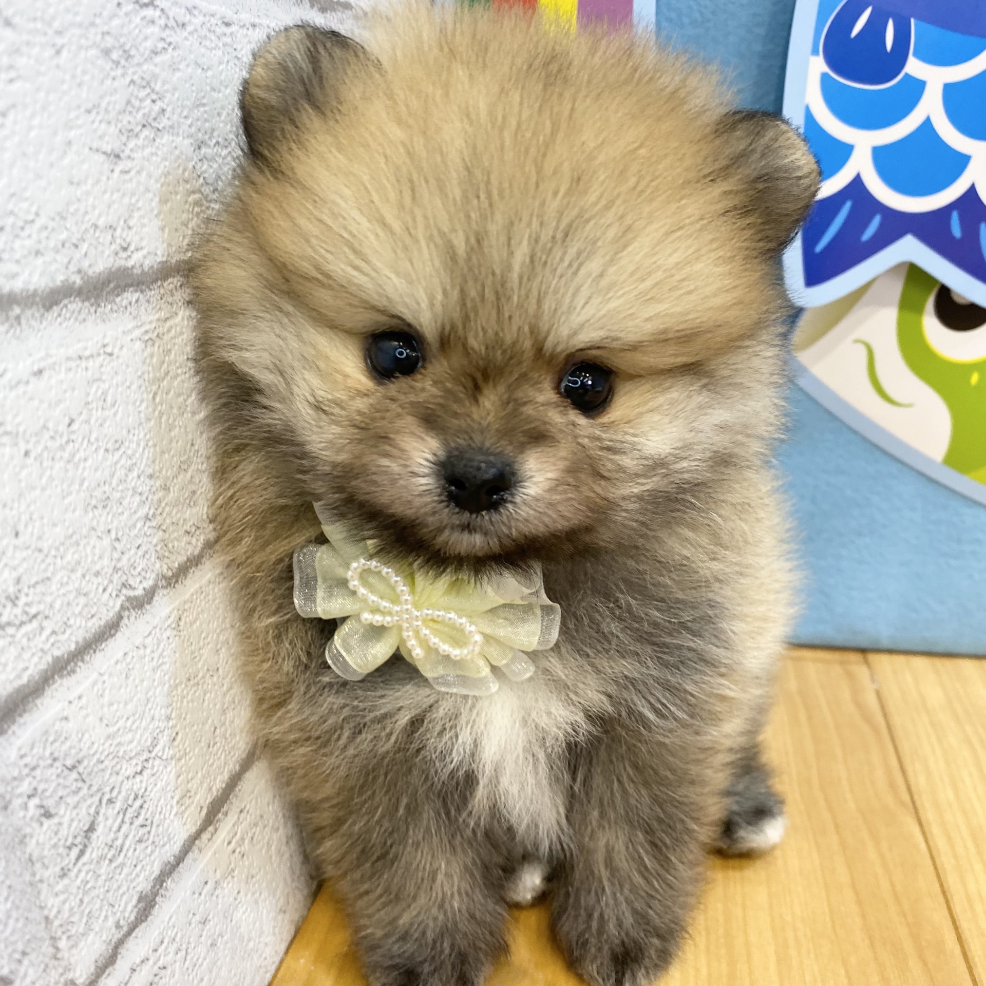 長野県のポメラニアン (犬の家＆猫の里カインズ梓川店/2026年3月17日生まれ/女の子/オレンジ)の子犬の3枚目の画像