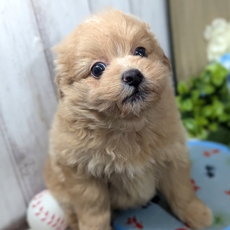 神奈川県のポメプー(ポメラニアン×プードル) (犬の家＆猫の里小田原店/2026年3月16日生まれ/女の子/アプリコット)の子犬の3枚目の画像