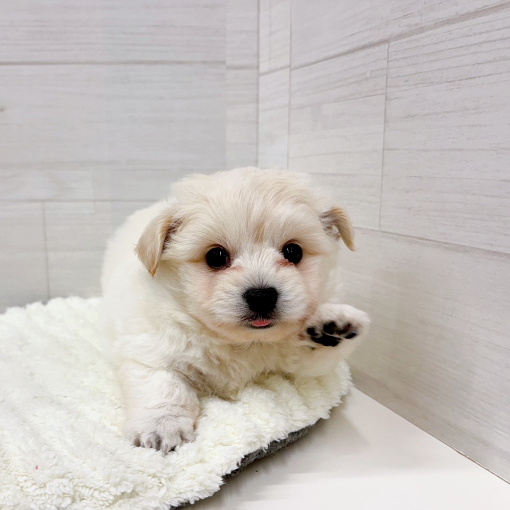 石川県のポメビション(ポメラニアン×ビションフリーゼ) (犬の家＆猫の里アミーゴ金沢おこばた店/2026年3月15日生まれ/男の子/ホワイト)の子犬の3枚目の画像