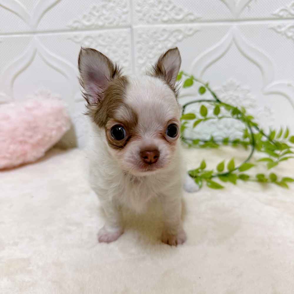 愛知県のチワワ(ロング) (犬の家＆猫の里岡崎店/2026年3月17日生まれ/男の子/チョコレートホワイト)の子犬の3枚目の画像