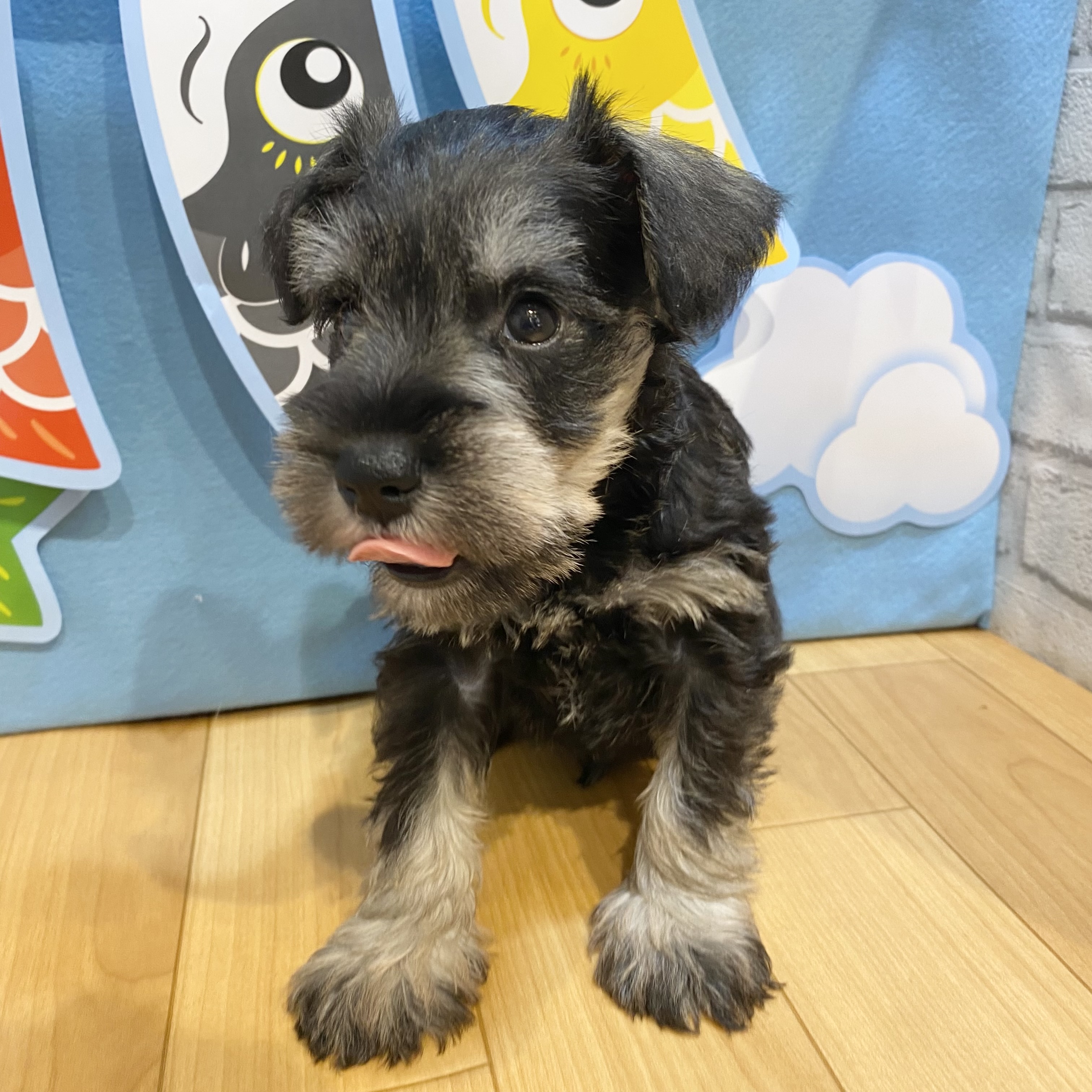 長野県のミニチュアシュナウザー (犬の家＆猫の里カインズ梓川店/2026年3月17日生まれ/男の子/ソルトペッパー)の子犬の3枚目の画像