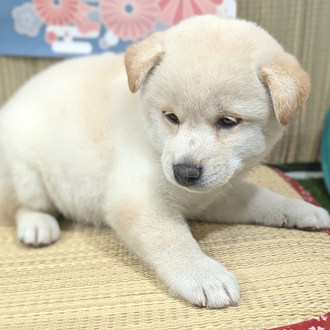 神奈川県の柴犬(標準サイズ) (犬の家＆猫の里小田原店/2026年3月15日生まれ/女の子/白)の子犬の3枚目の画像