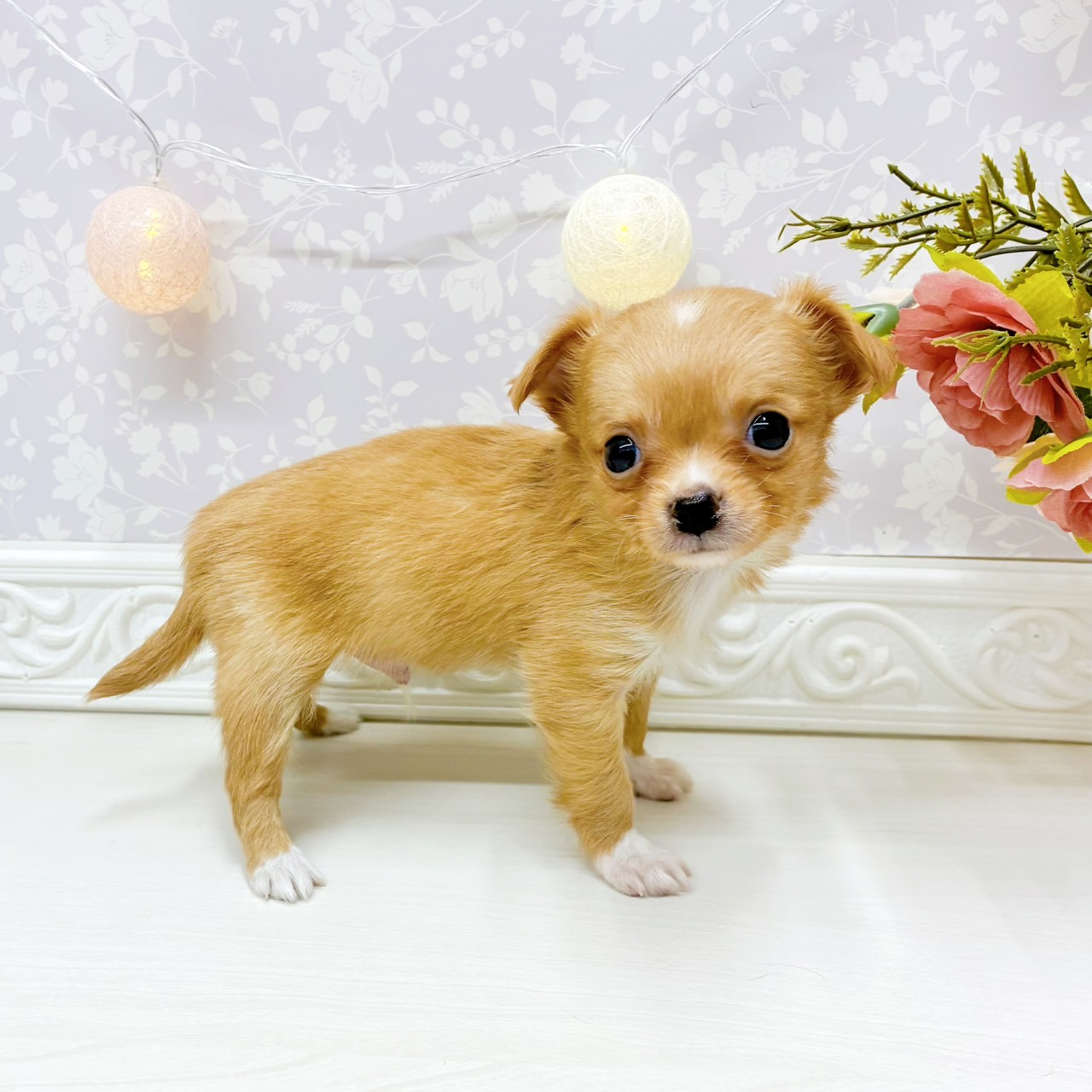 富山県のチワワ(ロング) (犬の家＆猫の里アミーゴ山室店/2026年3月17日生まれ/男の子/クリームホワイト)の子犬の3枚目の画像