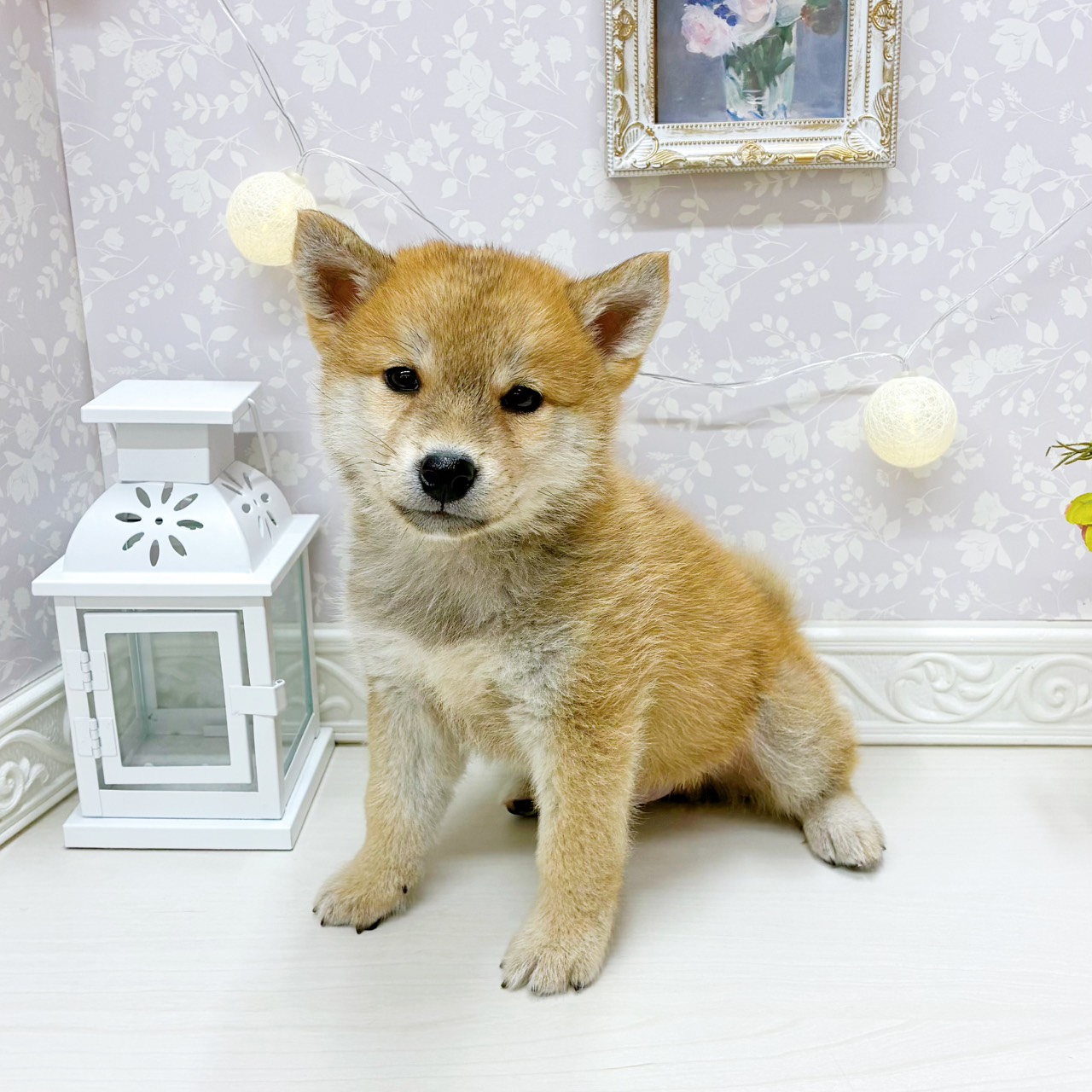 富山県の柴犬(標準サイズ) (犬の家＆猫の里アミーゴ山室店/2026年3月15日生まれ/男の子/赤)の子犬の3枚目の画像