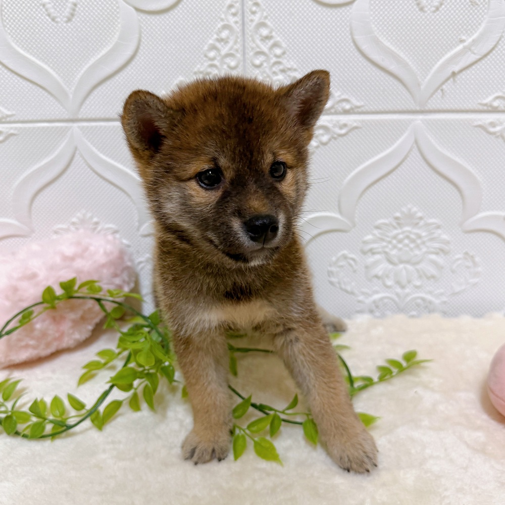 愛知県の柴犬(標準サイズ) (犬の家＆猫の里岡崎店/2026年3月15日生まれ/男の子/赤)の子犬の3枚目の画像
