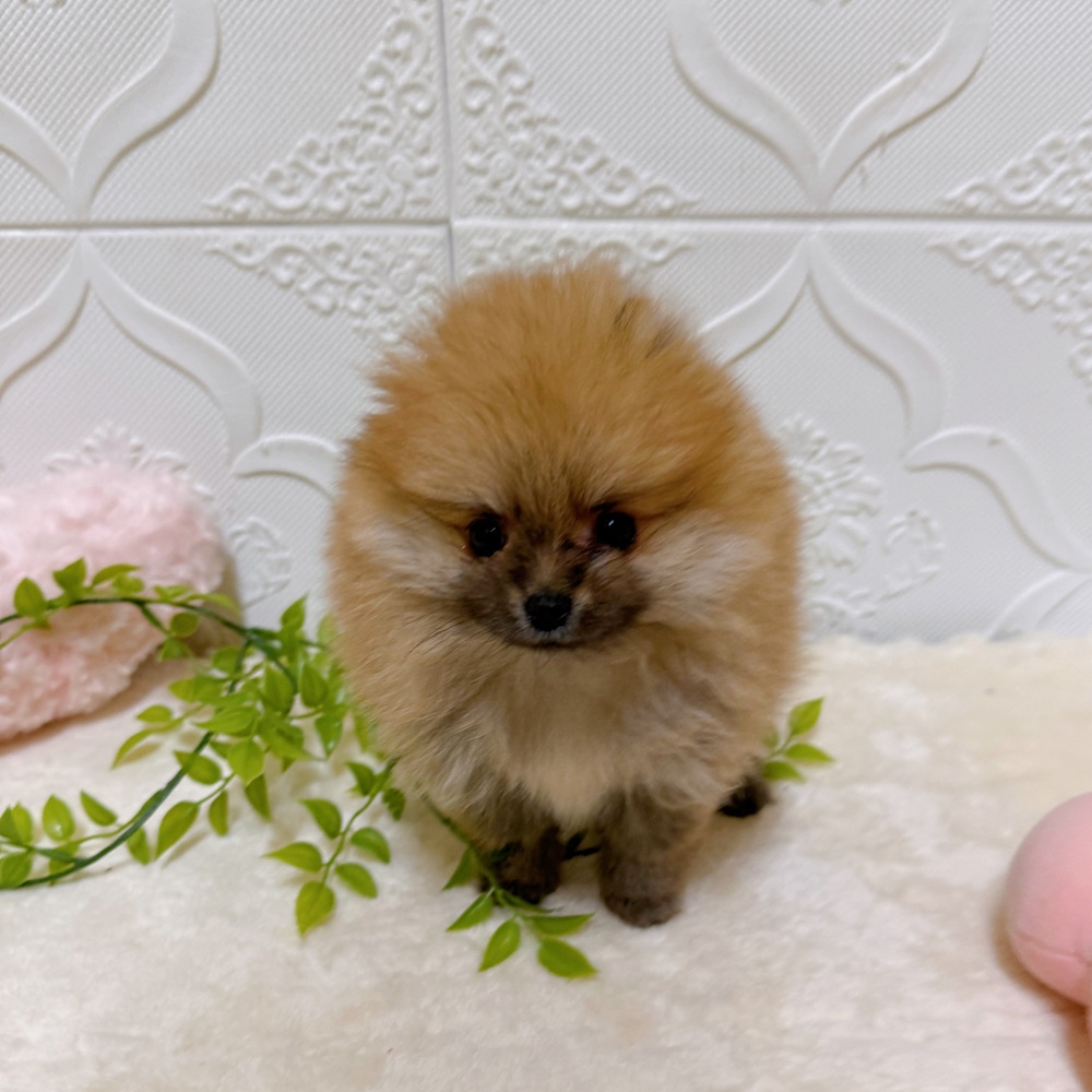 愛知県のポメラニアン (犬の家＆猫の里岡崎店/2026年3月16日生まれ/男の子/オレンジ)の子犬の3枚目の画像