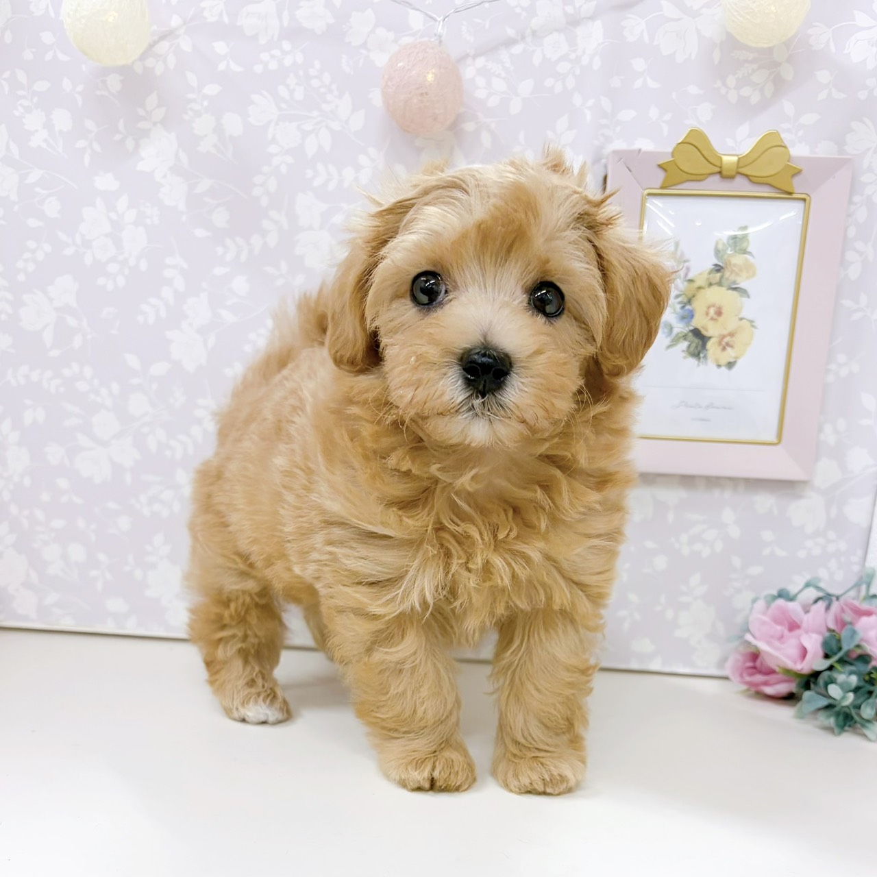 富山県のマルプー(マルチーズ×プードル) (犬の家＆猫の里アミーゴ高岡蓮花寺店/2026年3月16日生まれ/男の子/アプリコット)の子犬の3枚目の画像