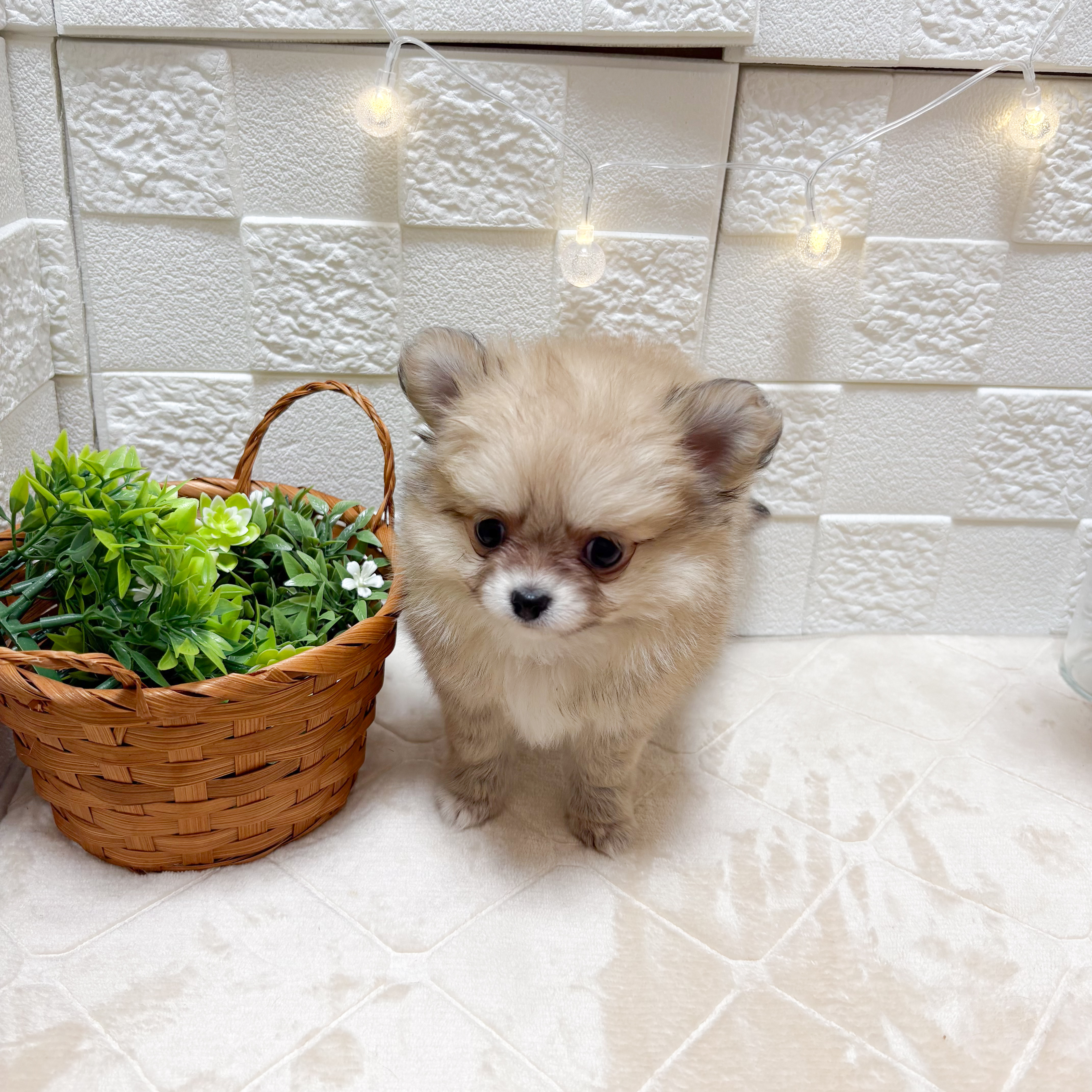 東京都のポメチワ/チワポメ/ポメチー(ポメラニアン×チワワ) (犬の家＆猫の里ペットフォレスト小平店/2026年3月16日生まれ/女の子/クリーム)の子犬の3枚目の画像