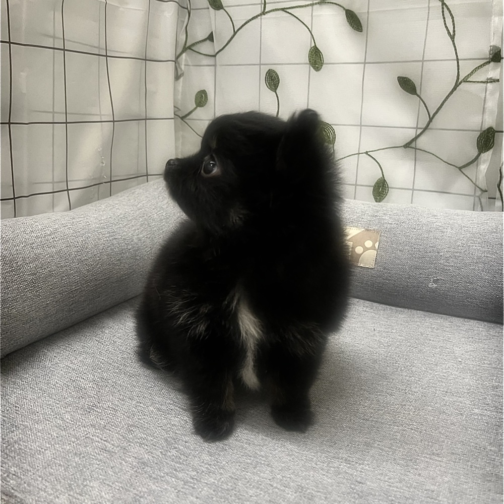 長野県のポメチワ/チワポメ/ポメチー(ポメラニアン×チワワ) (犬の家＆猫の里塩尻店/2026年3月16日生まれ/女の子/ブラックタン)の子犬の3枚目の画像