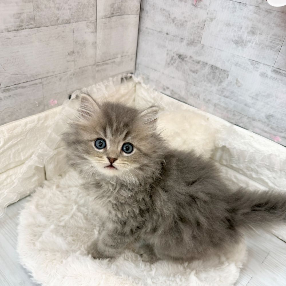 静岡県のミヌエット (犬の家＆猫の里プレ葉ウォーク浜北店/2026年3月17日生まれ/男の子/ブルーチンチラゴールデン)の子猫の3枚目の画像