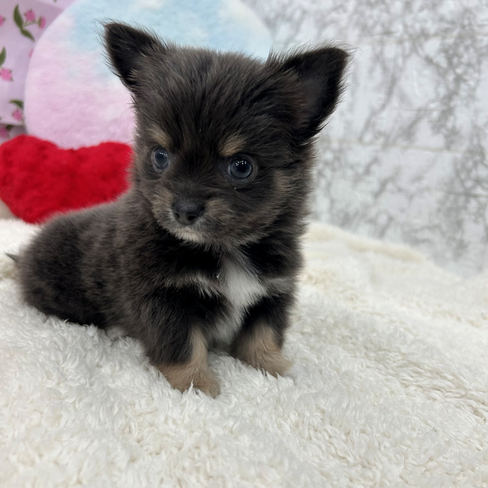 愛知県のチワワ(ロング) (犬の家＆猫の里エアポートウォーク店/2026年3月10日生まれ/男の子/ブルータンホワイト)の子犬の3枚目の画像