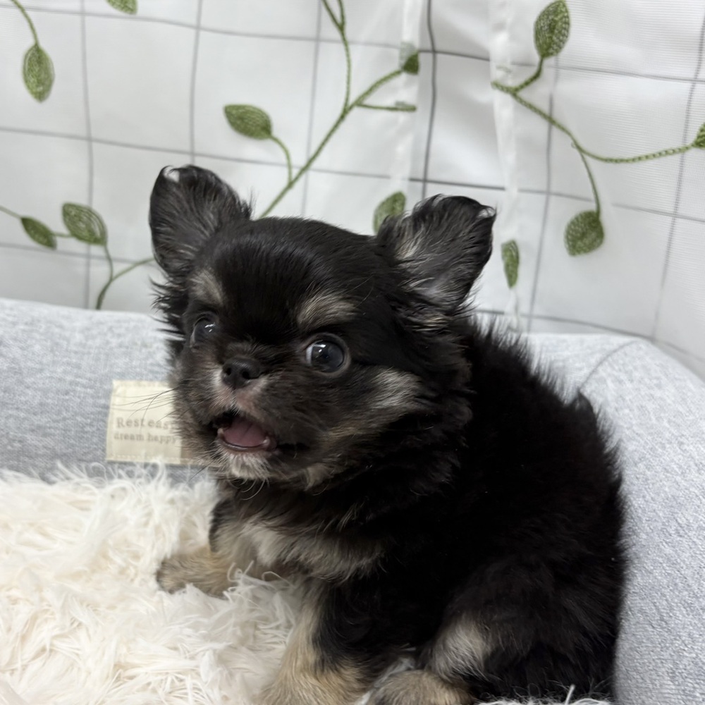 長野県のチワワ(ロング) (犬の家＆猫の里塩尻店/2026年3月13日生まれ/男の子/ブラックタンホワイト)の子犬の3枚目の画像