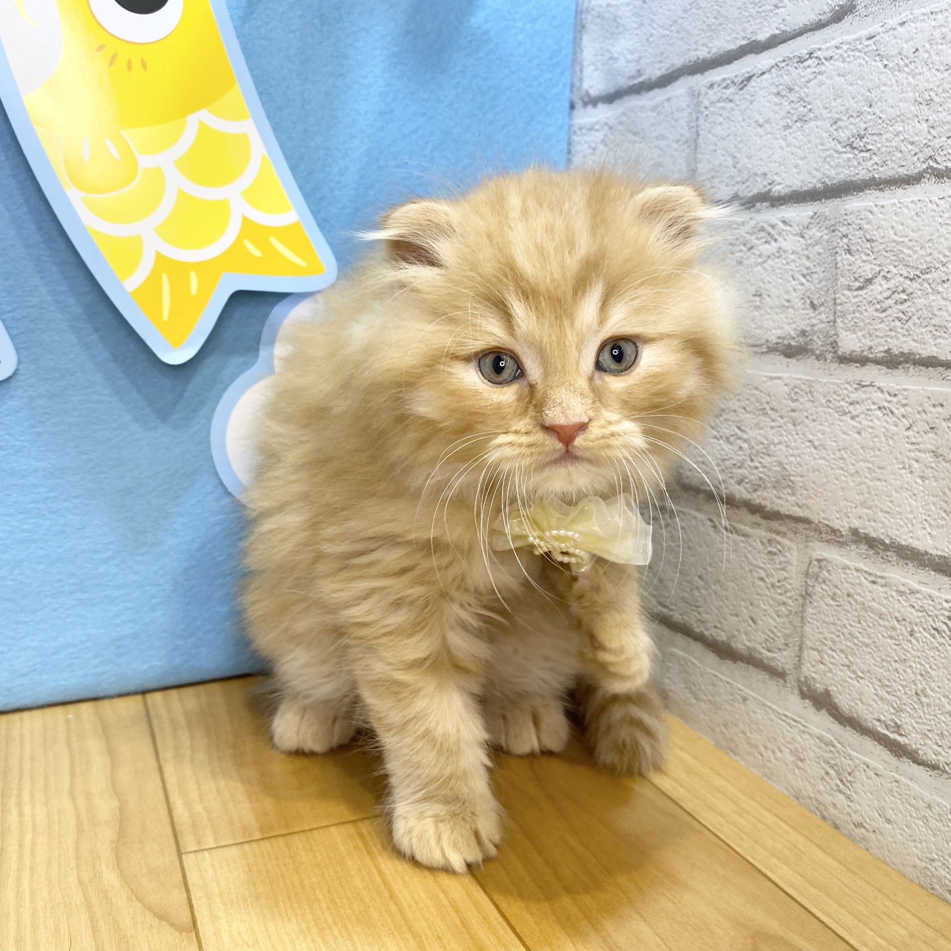 長野県のスコティッシュフォールド (犬の家＆猫の里カインズ梓川店/2026年3月17日生まれ/男の子/レッドタビー)の子猫の3枚目の画像