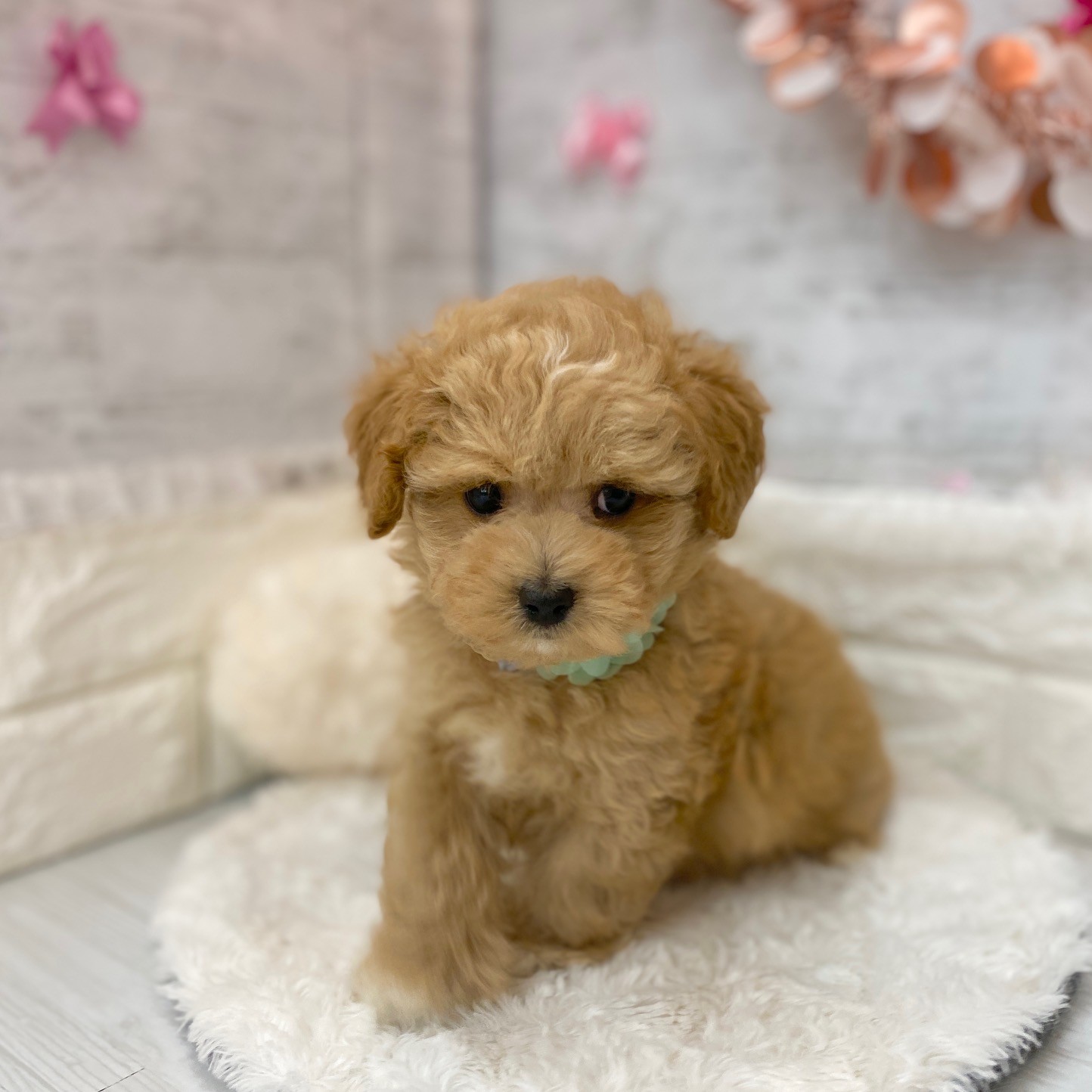静岡県のマルプー(マルチーズ×プードル) (犬の家＆猫の里プレ葉ウォーク浜北店/2026年3月15日生まれ/男の子/アプリコット)の子犬の3枚目の画像