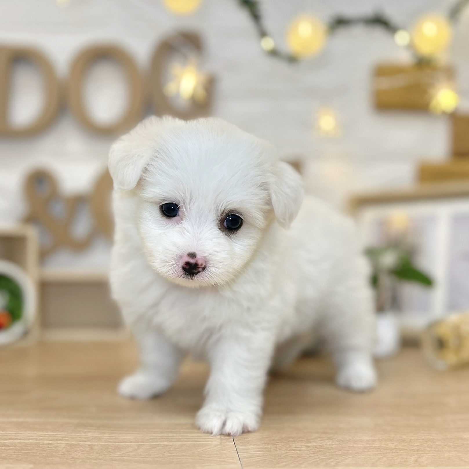 千葉県のポメマル/マルポメ(ポメラニアン×マルチーズ) (犬の家＆猫の里ワンズモール稲毛店/2026年3月13日生まれ/女の子/ホワイト)の子犬の3枚目の画像