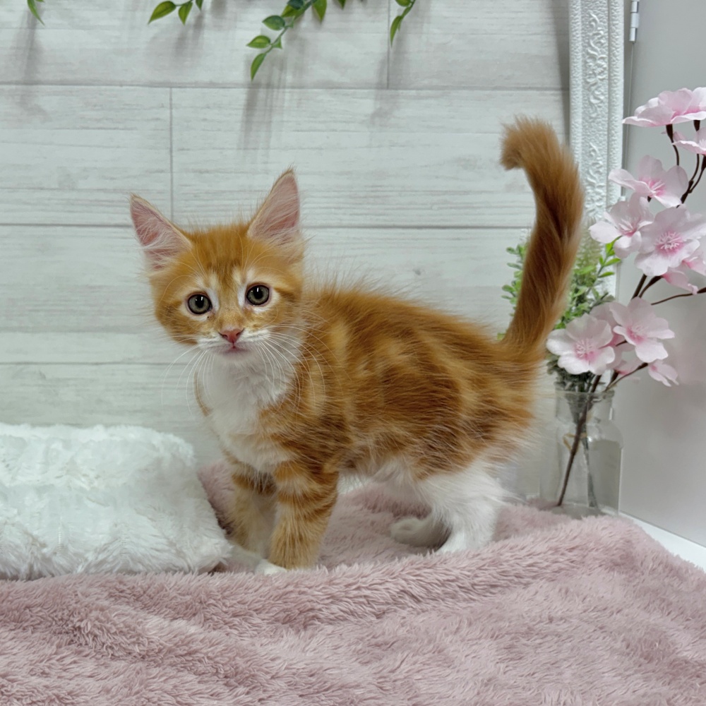 神奈川県のメインクーン (犬の家＆猫の里相模原店/2026年3月15日生まれ/女の子/レッドタビーホワイト)の子猫の3枚目の画像
