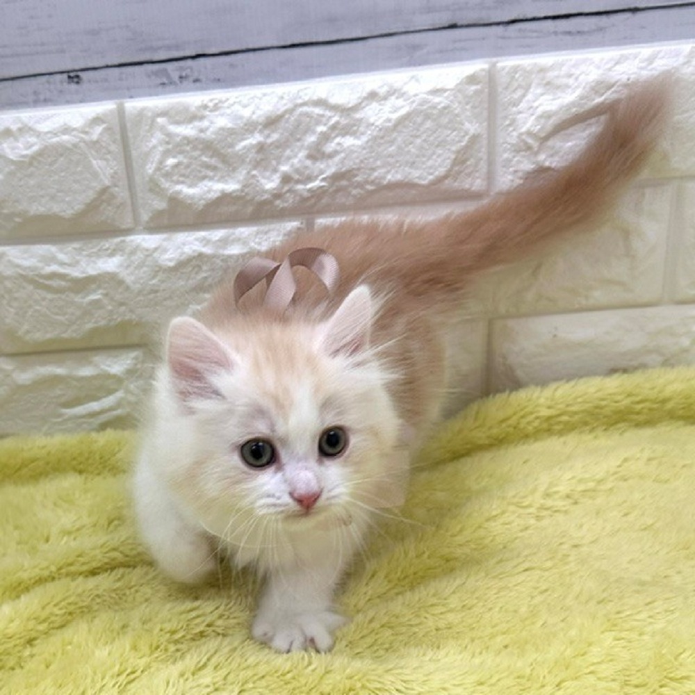 静岡県のラガマフィン (犬の家＆猫の里アミーゴ浜松和田店/2026年3月17日生まれ/男の子/クリームタビーホワイト)の子猫の3枚目の画像