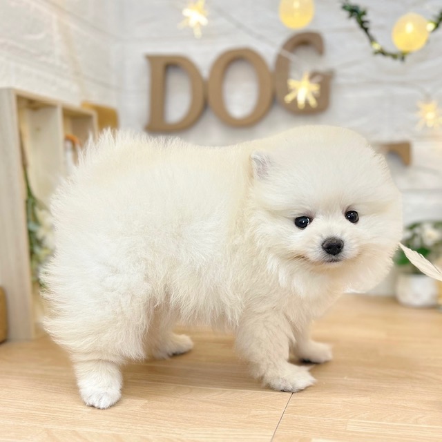 千葉県のポメラニアン (犬の家＆猫の里ワンズモール稲毛店/2026年3月17日生まれ/女の子/クリーム)の子犬の3枚目の画像