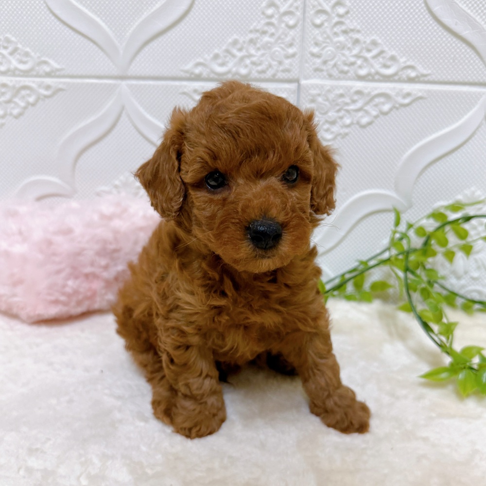 愛知県のトイプードル(トイ) (犬の家＆猫の里岡崎店/2026年3月15日生まれ/男の子/レッド)の子犬の1枚目の画像