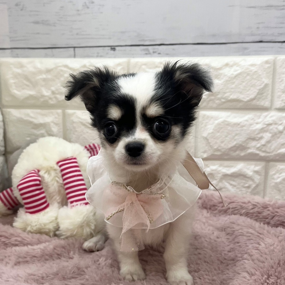 静岡県のチワワ(ロング) (犬の家＆猫の里アミーゴ浜松和田店/2026年3月17日生まれ/女の子/ブラックホワイト)の子犬の3枚目の画像