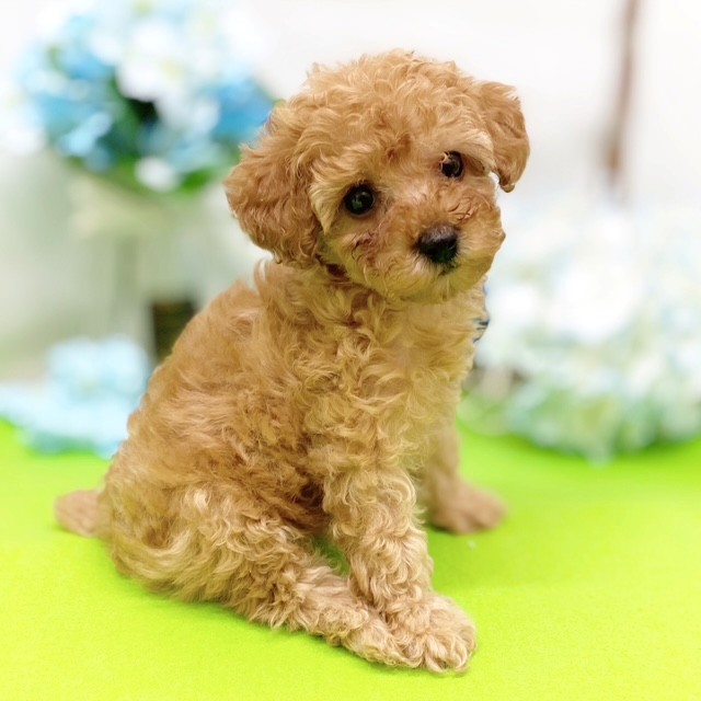 静岡県のトイプードル(トイ) (犬の家＆猫の里藤枝店/2026年3月16日生まれ/女の子/アプリコット)の子犬の3枚目の画像