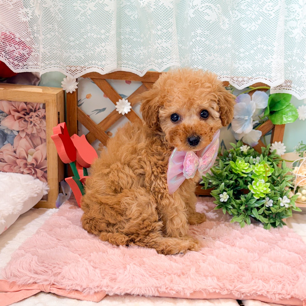 静岡県のトイプードル(トイ) (犬の家＆猫の里富士店/2026年3月16日生まれ/女の子/アプリコット)の子犬の3枚目の画像