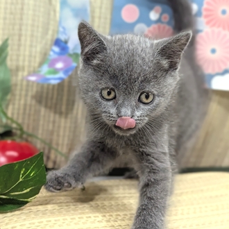 神奈川県のブリティッシュショートヘアー (犬の家＆猫の里小田原店/2026年3月16日生まれ/男の子/ブルー)の子猫の3枚目の画像