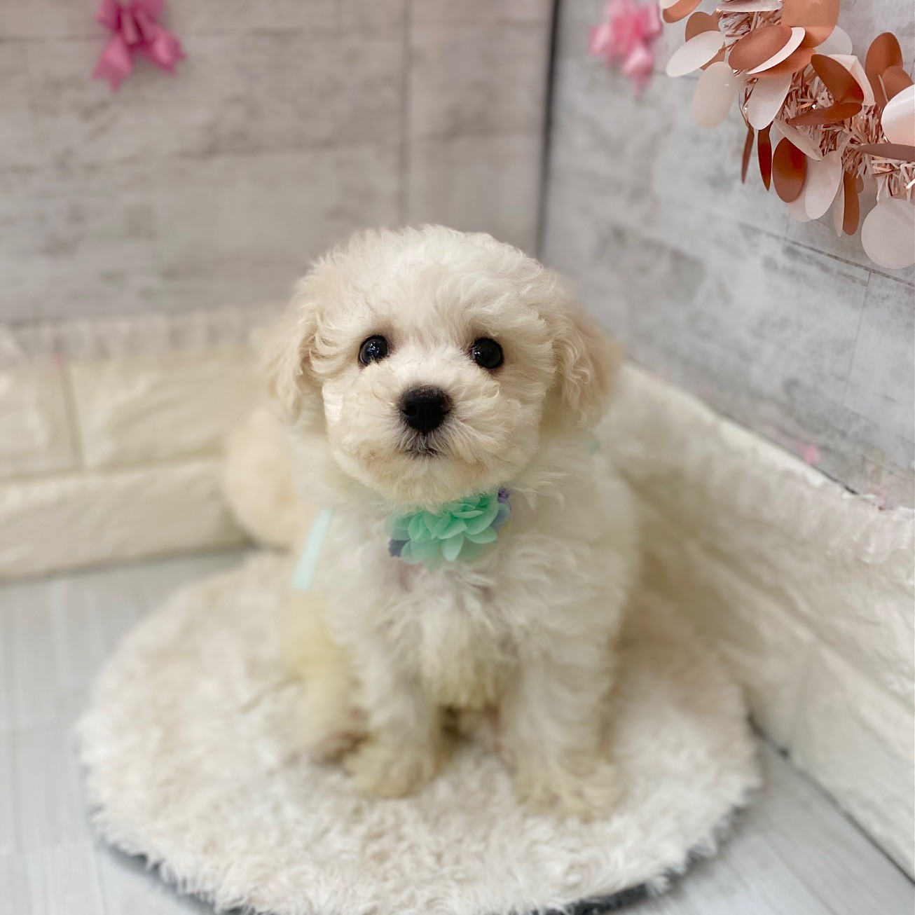 静岡県のビションフリーゼ (犬の家＆猫の里プレ葉ウォーク浜北店/2026年3月15日生まれ/男の子/ホワイト)の子犬の3枚目の画像